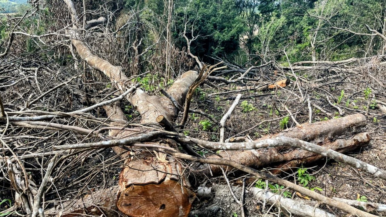 Polícia Ambiental embarga áreas e aplica R$ 49 mil em multas por destruição de vegetação nativa e dano a área de preservação permanente Boca no Trombone WhatsApp Image 2025-04-25 at 094905