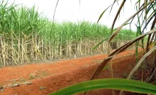 Brasil terá segunda maior safra de cana, segundo estimativa da Conab