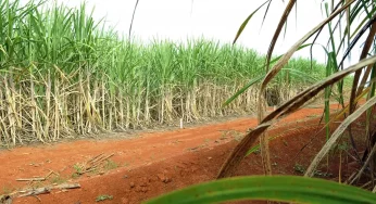 Brasil terá segunda maior safra de cana, segundo estimativa da Conab