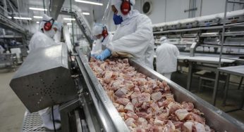 Paraná exporta US$ 14,2 bilhões em alimentos e bebidas em 2024 e consolida liderança global no setor