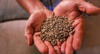 Paraná vendeu US$ 14,2 bilhões em alimentos e bebidas para 176 países em 2024