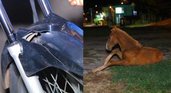 Motociclista de 47 anos colide com potro solto em Ponta Grossa, mas sai ileso