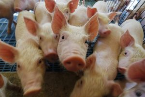 Esse reconhecimento internacional serviu como credencial para abrir novos mercados para a carne suína produzida no Estado Boca no Trombone Esse reconhecimento internacional serviu como credencial para abrir novos mercados para a carne suína produzida no Estado