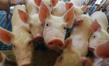 Esse reconhecimento internacional serviu como credencial para abrir novos mercados para a carne suína produzida no Estado