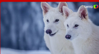 Introdução de DNA de fóssil traz à vida espécie de lobo extinta há 12 mil anos