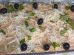 torta-de-bacalhau-0104-1-7 Boca no Trombone torta-de-bacalhau-0104-1-7