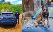 Cão da GCM localiza 300 gramas de maconha em matagal no Jardim Maracanã, em Ponta Grossa