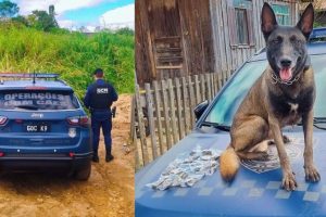 Cão da GCM localiza 300 gramas de maconha em matagal no Jardim Maracanã, em Ponta Grossa Boca no Trombone Cão da GCM localiza 300 gramas de maconha em matagal no Jardim Maracanã, em Ponta Grossa