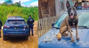 Cão da GCM localiza 300 gramas de maconha em matagal no Jardim Maracanã, em Ponta Grossa