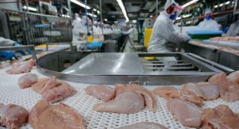 US$ 1,56 bilhão: exportação de carne do Paraná cresce 20,8% nos primeiros meses de 2025