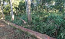 Polícia Civil de Imbituva conclui investigação de furto de araucárias e destruição de vegetação nativa