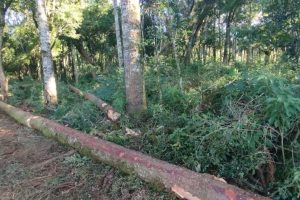 Polícia Civil de Imbituva conclui investigação de furto de araucárias e destruição de vegetação nativa Boca no Trombone Polícia Civil de Imbituva conclui investigação de furto de araucárias e destruição de vegetação nativa