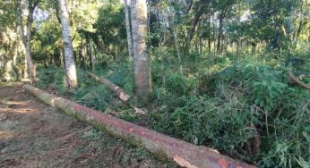 Polícia Civil conclui inquérito de corte ilegal de araucárias em Imbituva