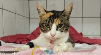 Vaquinha em PG busca arrecadar dinheiro para custear tratamento de gata atacada por cães
