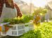 Prefeitura abre chamada para compra de alimentos de agricultores familiares Boca no Trombone Prefeitura abre chamada para compra de alimentos de agricultores familiares