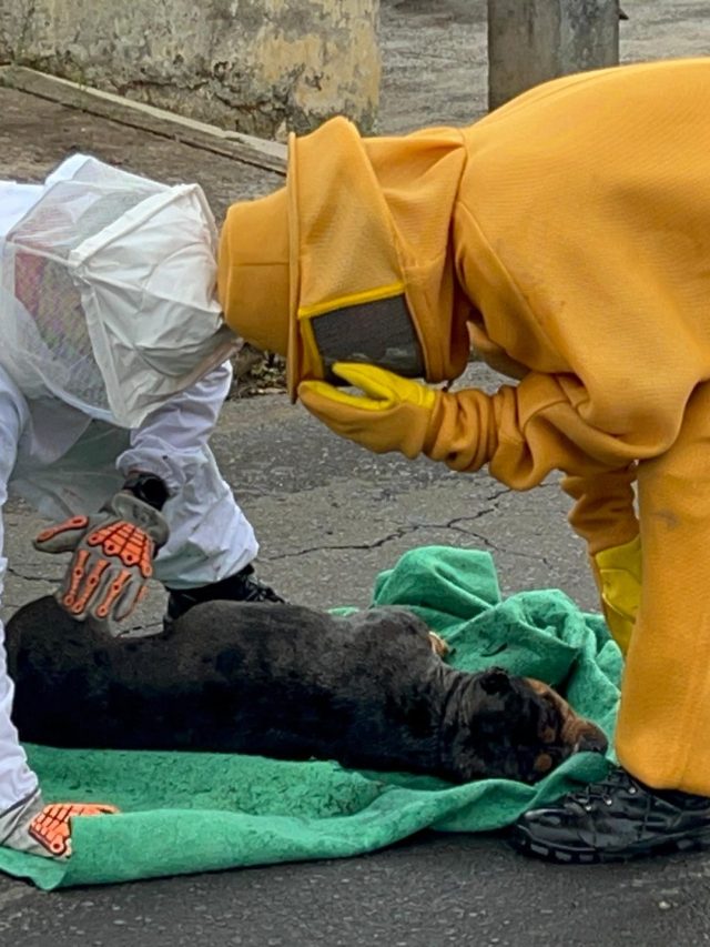 Cão e bombeiro são atacados por abelha em PG