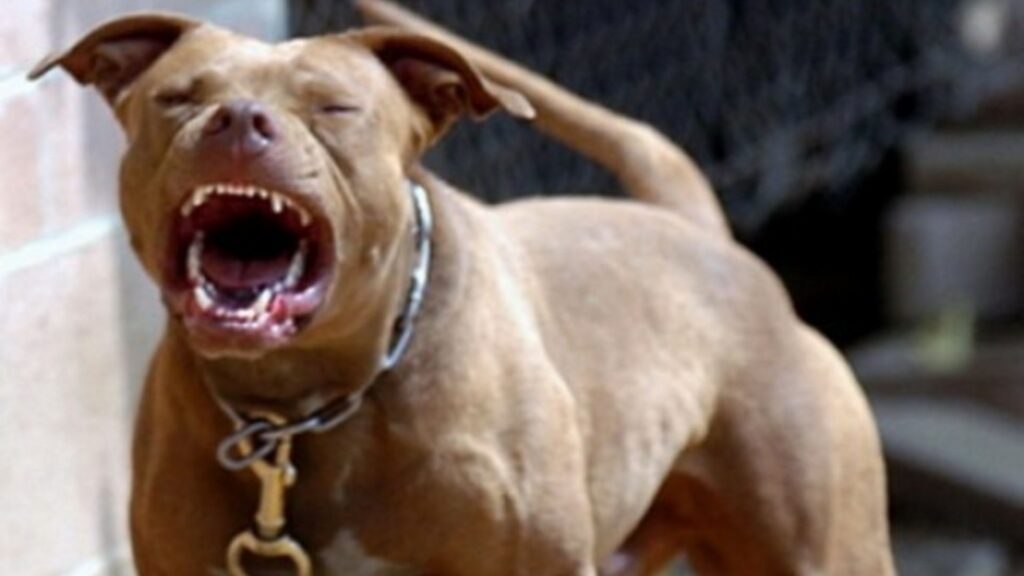 Ataque de pitbulls provoca intervenção policial em Ponta Grossa